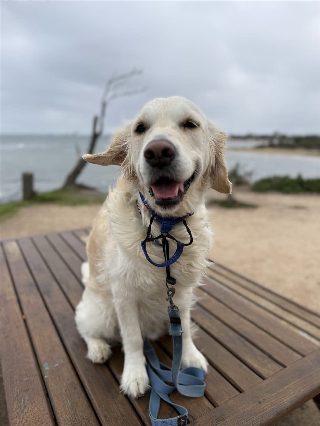 George the golden retriever